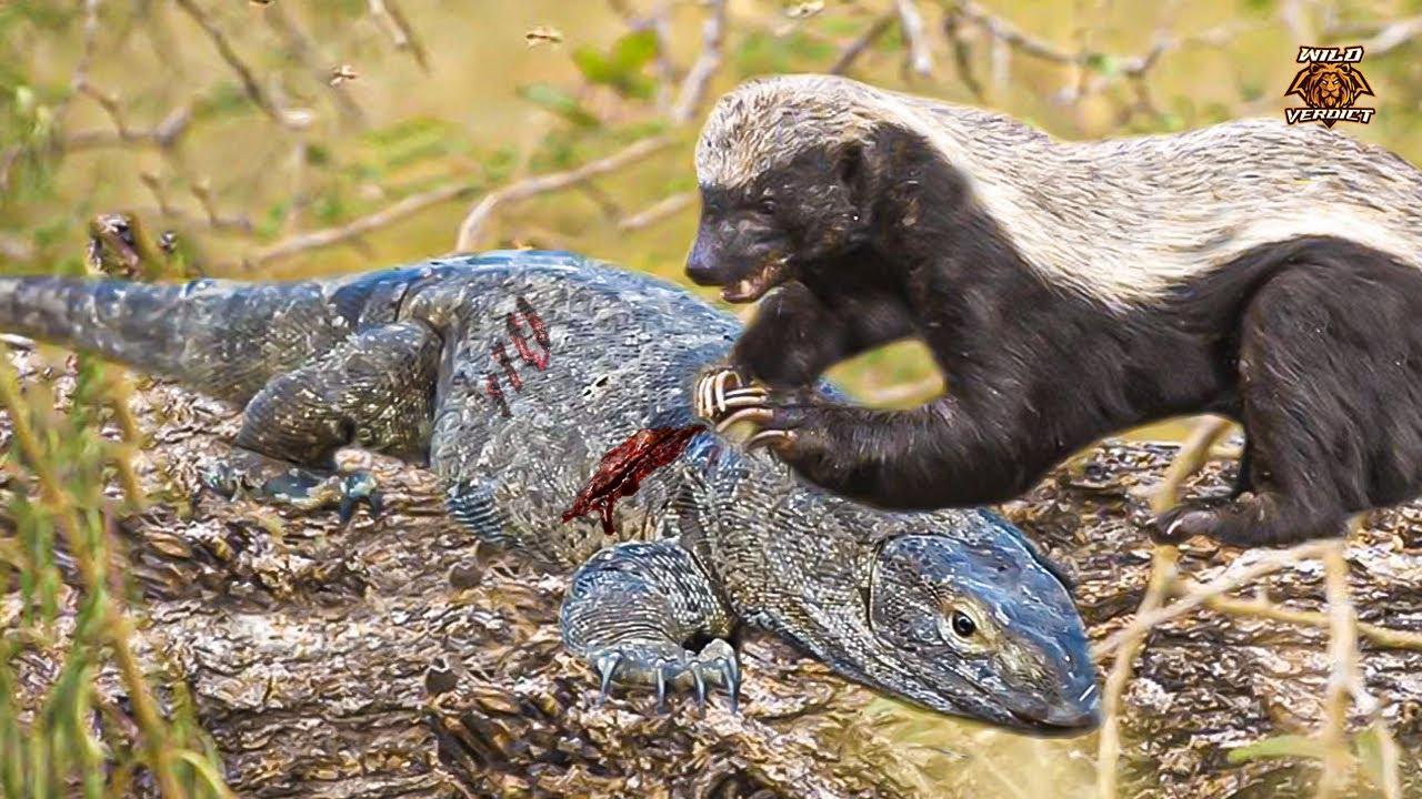honey-badger-vs-komodo-dragon