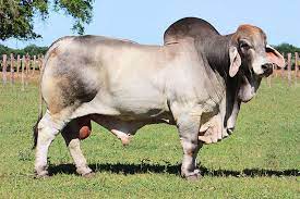 Brahman Bull 